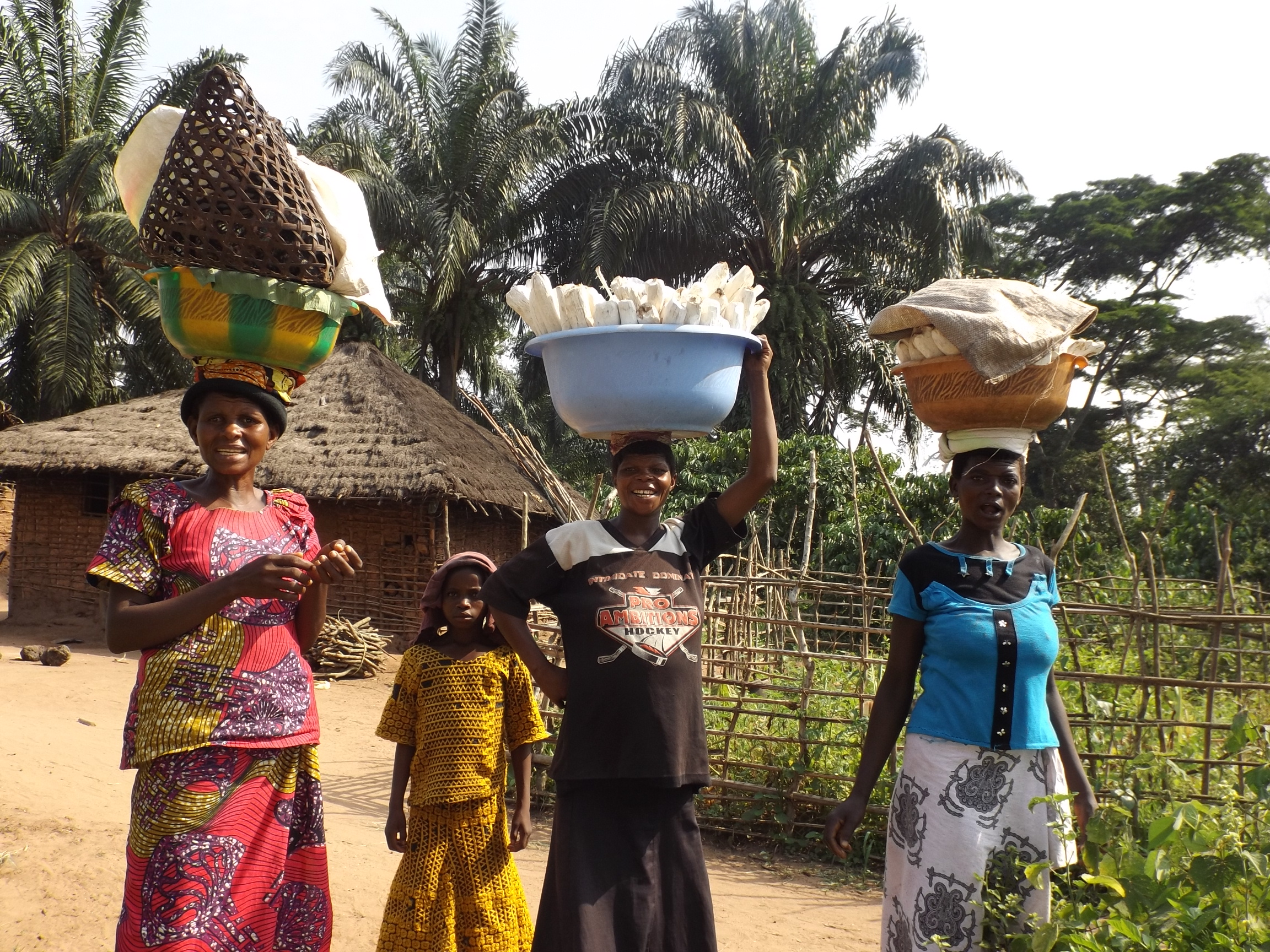 2) Maniokernte Maniok-Ernte